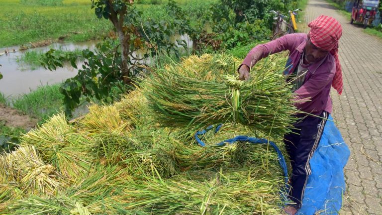Centre increases MSP for kharif crops, farm groups say rise inadequate amid rising input costs- NSP NEWS