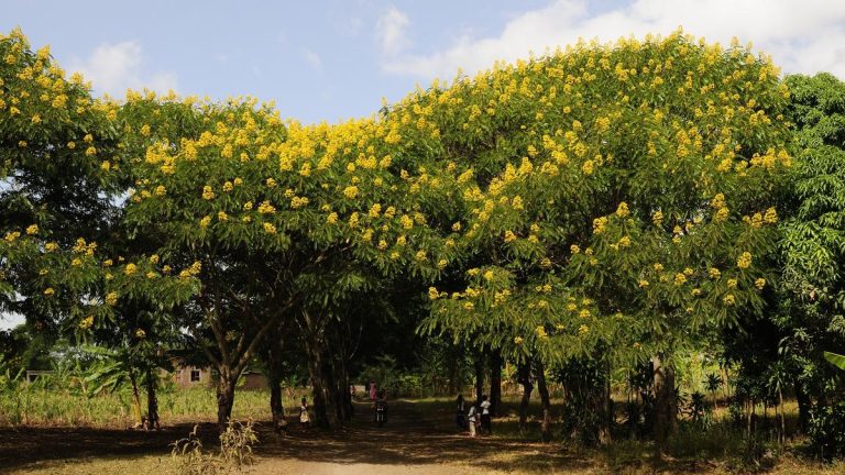 Invasive species may be the wrong enemy in a changing subcontinent – NSP NEWS